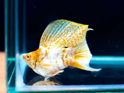 世界級孔雀魚世界盃，游進屏東農業物產館